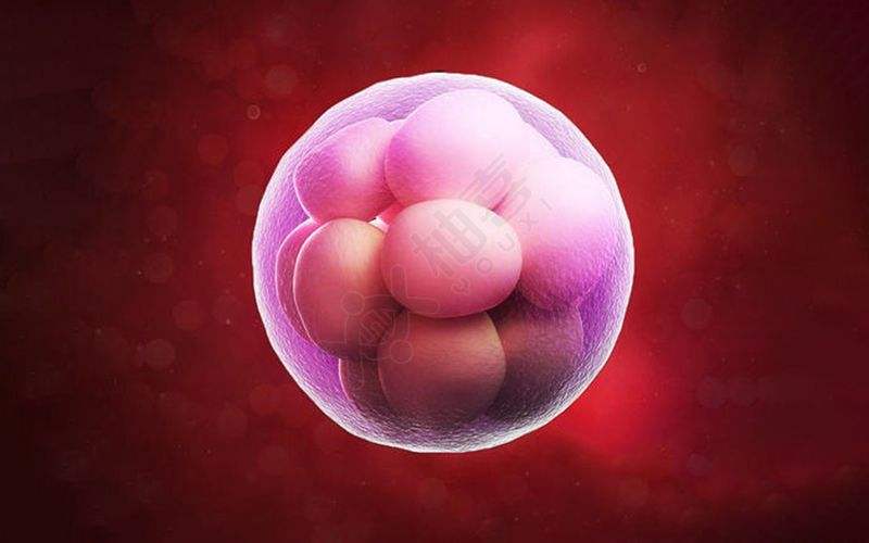 杭州供卵助孕包成功多少钱-三级胚胎移植的成功率是多少？