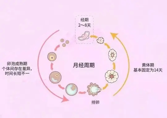 郑州助孕机构联系方式：黄体期排卵方案应注意什么？